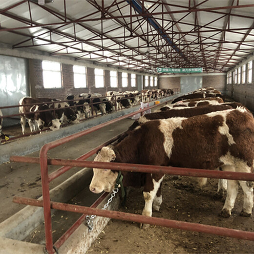 慈溪五个月的西门塔尔牛小母牛的价格