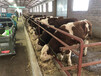 西门塔尔繁殖母牛纯放山牛一千斤现在什么价格2022已更新(今天/价格)