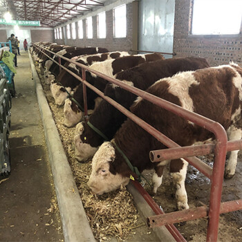 西门塔尔四五百斤二岁母牛现在什么价格