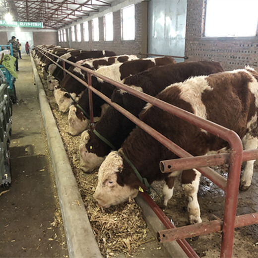 福建漳州西门塔尔牛养牛场提供技术