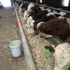西门塔尔五个月的小母牛多少钱