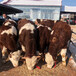 西门塔尔基础母牛饲养简单900斤市场价多少2022已更新(今天/价格)
