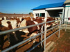 九江养殖基地六百斤的西门塔尔母牛多少钱