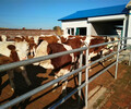 西门塔尔500斤的二岁母牛多少一头