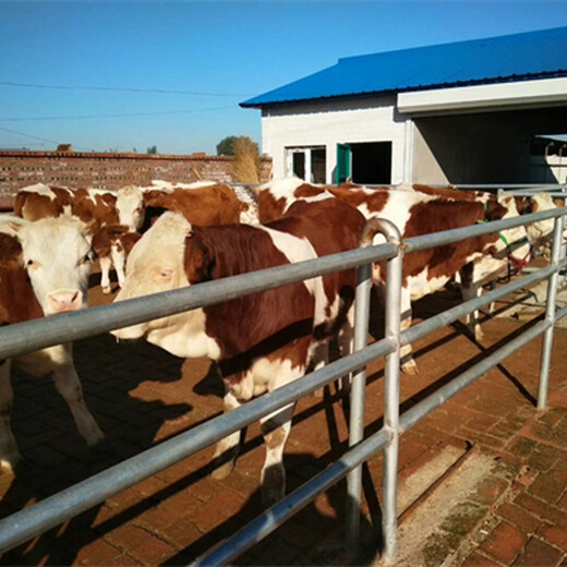 黔东南西门塔尔牛小母牛300斤的的价钱