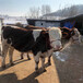 内蒙古西门塔尔怀孕母牛