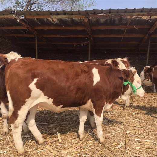 牡丹江西门塔尔2岁母牛价格