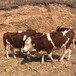 西门塔尔四代母牛500斤的新的价格