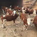 廊坊牛养殖基地400--500斤牛犊价格