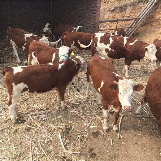 阿坝种牛基地400斤西门塔尔牛犊多少钱一只