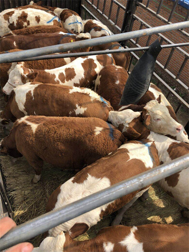 武汉500斤西门塔尔小牛犊现在什么价格