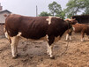 西门塔尔三百斤至四百斤繁殖母牛出售