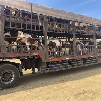 牡丹江哪里有西门塔尔小母牛出售