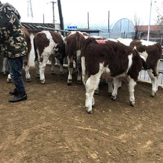 咸宁西门塔尔四五百斤小牛犊多少钱一只