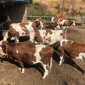 焦作西门塔尔六百斤小母牛犊报价