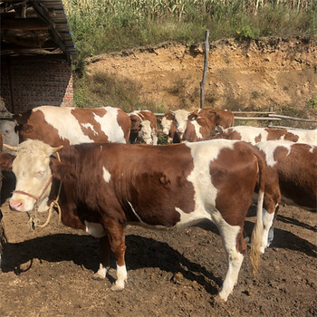 焦作西门塔尔六百斤小母牛犊报价