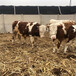 西门塔尔三四百斤繁殖母牛现在什么价