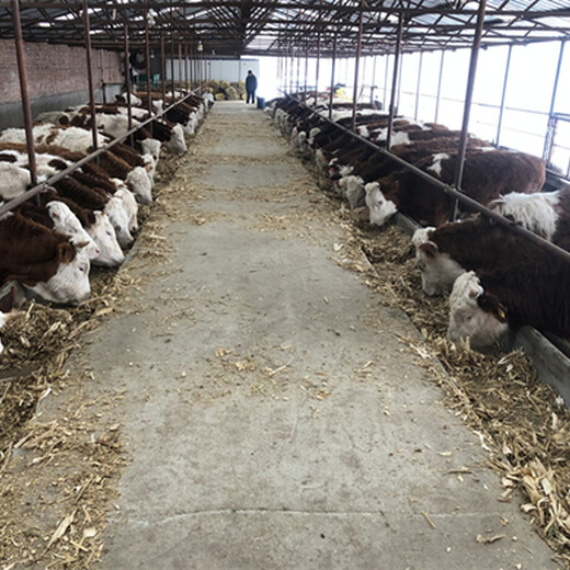 河津三百斤的西门塔尔怀孕母牛现在什么价钱