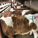 西门塔尔母牛5之6个月的新的价格