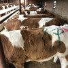西门塔尔三百至四百斤小母牛犊出售