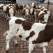 西门塔尔600斤的小母牛犊多少钱一头