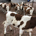 西門塔爾四代母牛可技術跟蹤服務八百至九百斤的出售2022已更新(今日/流程)