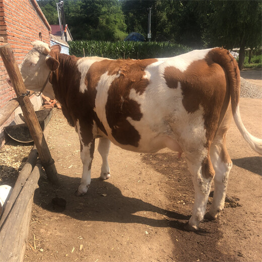 西门塔尔600斤的小牛犊现在什么价格