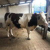 西门塔尔400斤的繁殖母牛多少钱一只