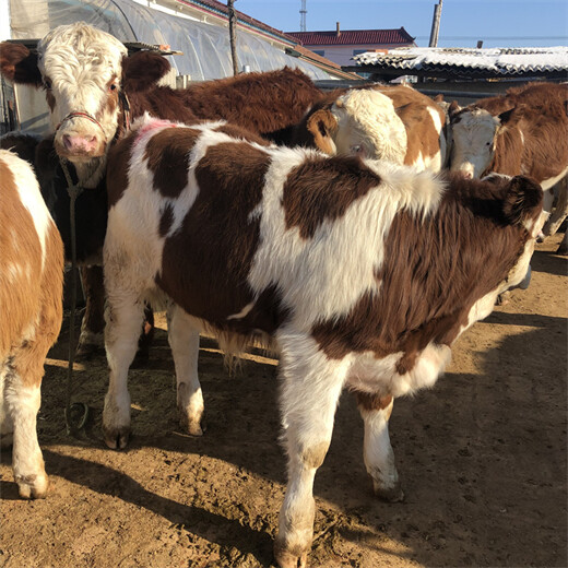 西门塔尔六百多斤2岁母牛多少钱一只