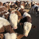 贵州黔南西门塔尔牛养殖场货源充足