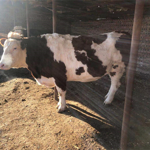 西门塔尔小牛三百至四百斤多少钱