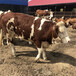 河北省西门塔尔牛养殖场纯放山牛