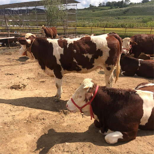 西门塔尔三百至四百斤牛小母牛多少钱