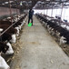 西门塔尔四百斤至五百斤牛犊小母牛的价格