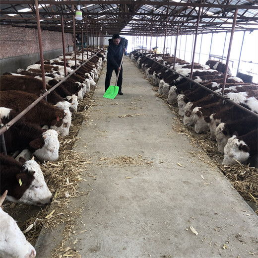 西门塔尔四代母牛全国发货一千斤多少钱一只2022已更新(今日/行情)