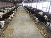 山西晋城西门塔尔牛大型养牛场货源充足