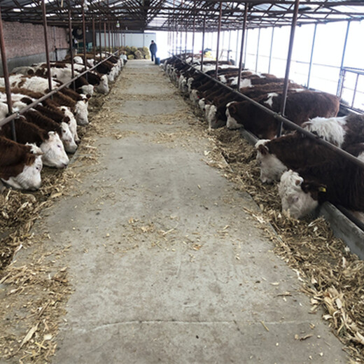 西门塔尔三四百斤牛犊子现在什么价格