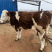 温州西门塔尔400至500斤牛小母牛价格