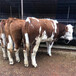 莆田西门塔尔7个月小牛犊出售