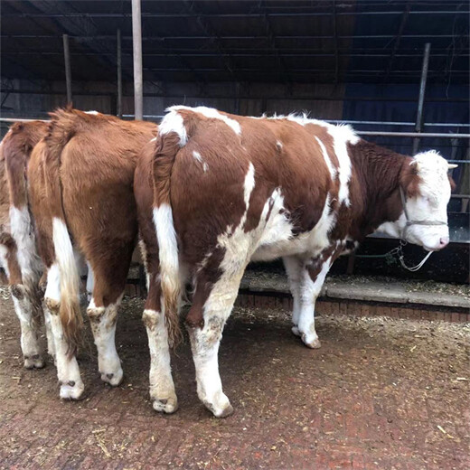 西门塔尔300至400斤二岁母牛新的价格