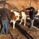 西门塔尔二岁母牛纯放山牛900至1000斤的多少钱一头2022已更新(今日/news)