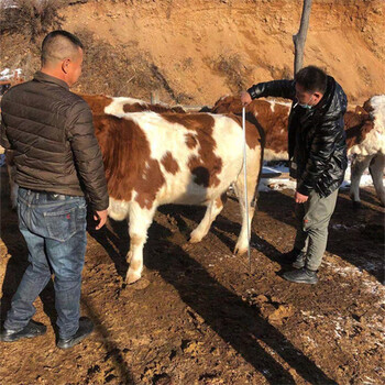 四川宜宾西门塔尔牛大型养牛场服务到位