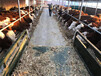 大興安嶺肉牛養殖基地四代西門塔爾小母牛價格