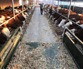 惠州大型养牛场