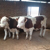 山阴400多斤的西门塔尔牛犊小母牛多少钱