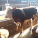 台州交易市场400斤西门塔尔小母牛价格