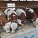 黑河牛养殖基地西门塔尔牛4个月一般有多大
