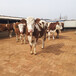 西门塔尔三百至四百斤牛犊的价格