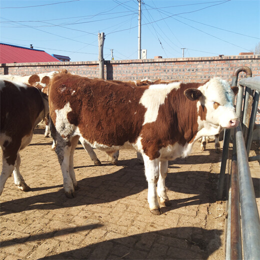 西门塔尔小母牛300斤出售
