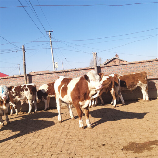 浙江省西门塔尔牛种牛基地600斤的小牛要多少钱